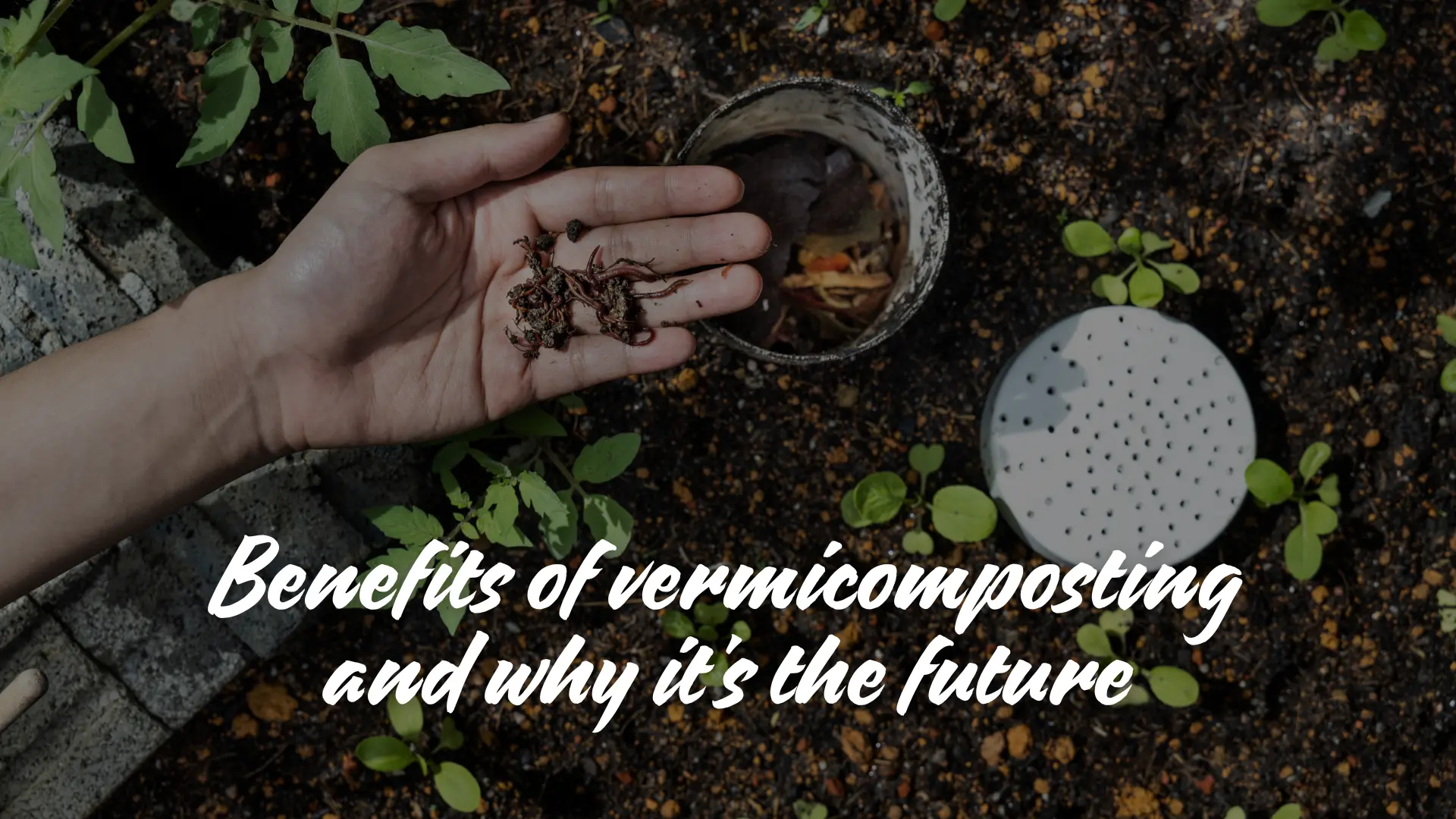 Benefits Of Vermicomposting And Why It's The Future