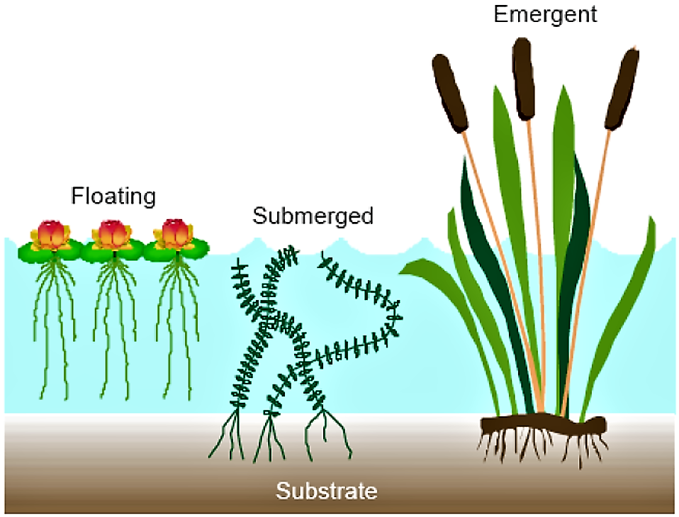 Vegetation in Constructed Wetland