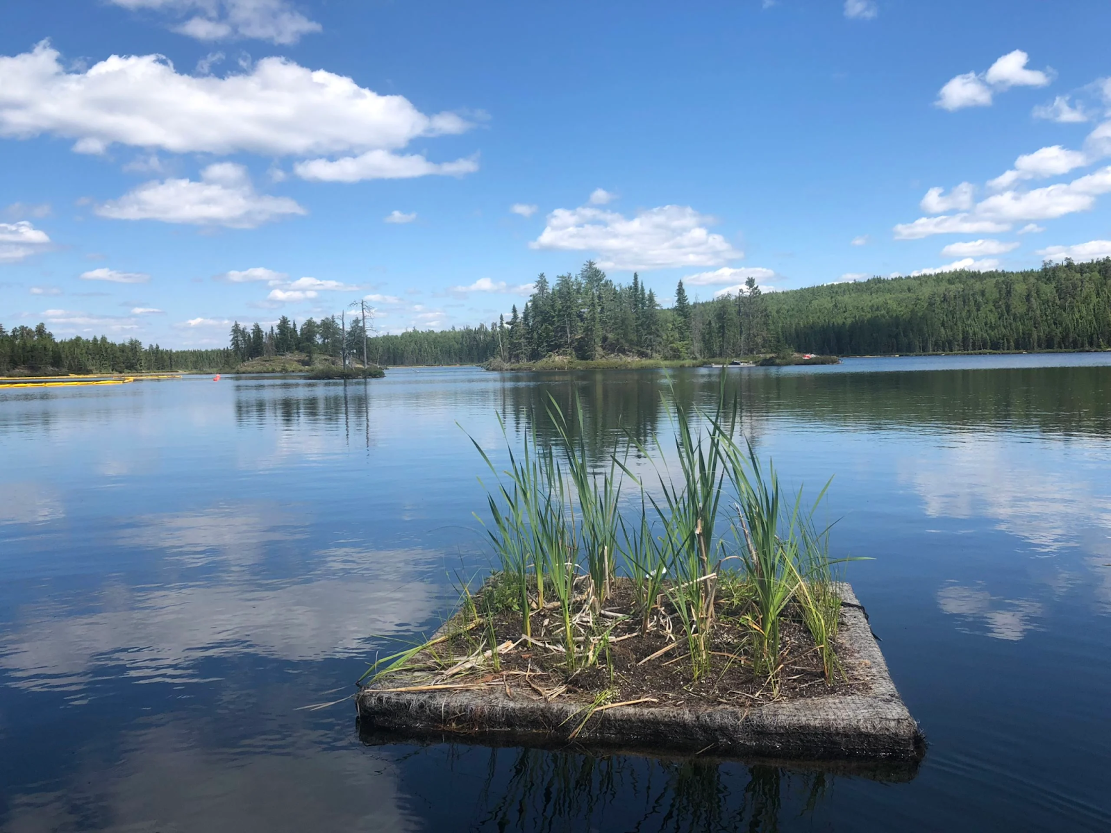 Floating Constructed Wetlands